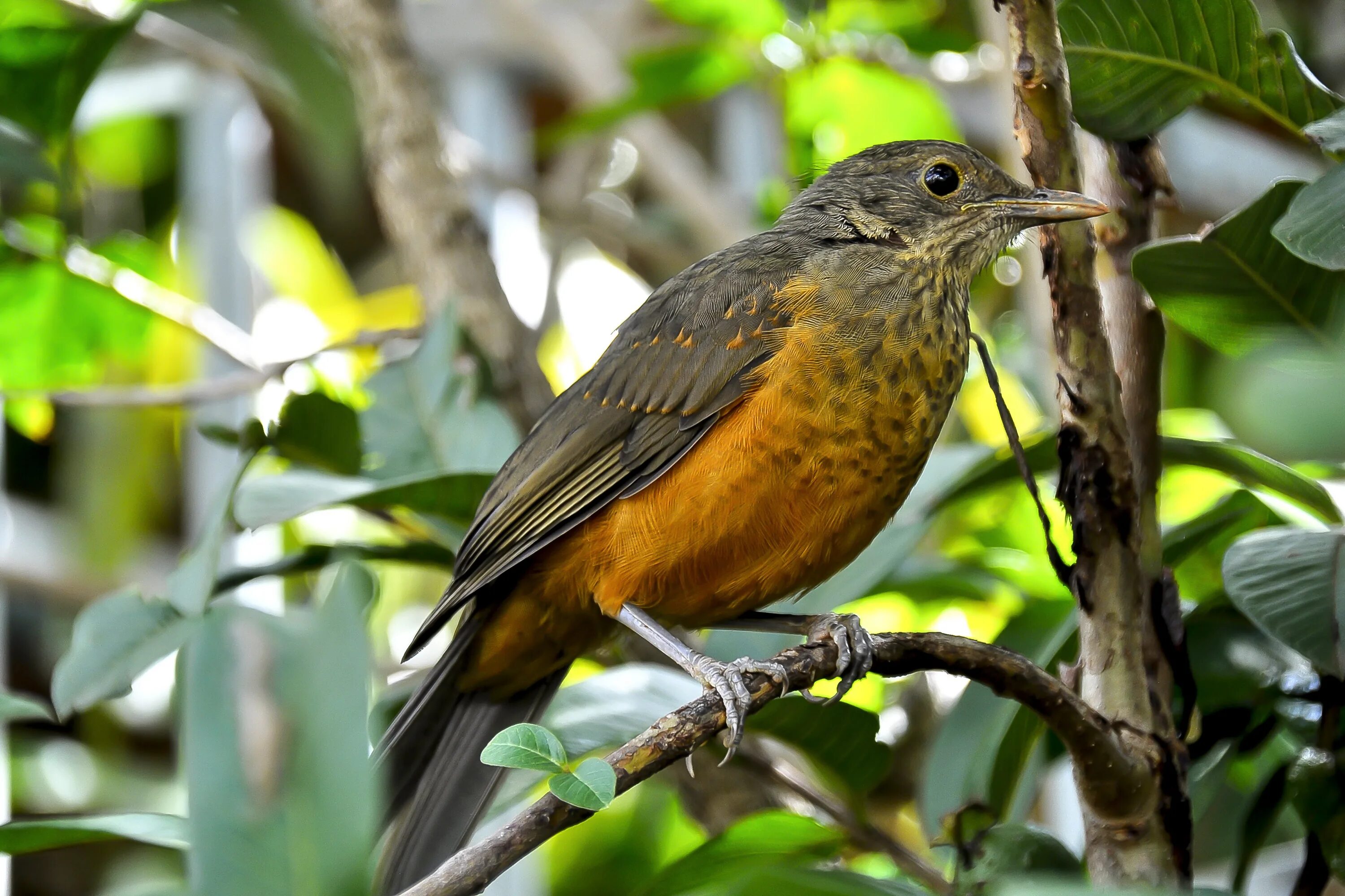 Натур птица. Лесной Дрозд. Eurasian Robin птица. Соловей черный. Мухоловковые.