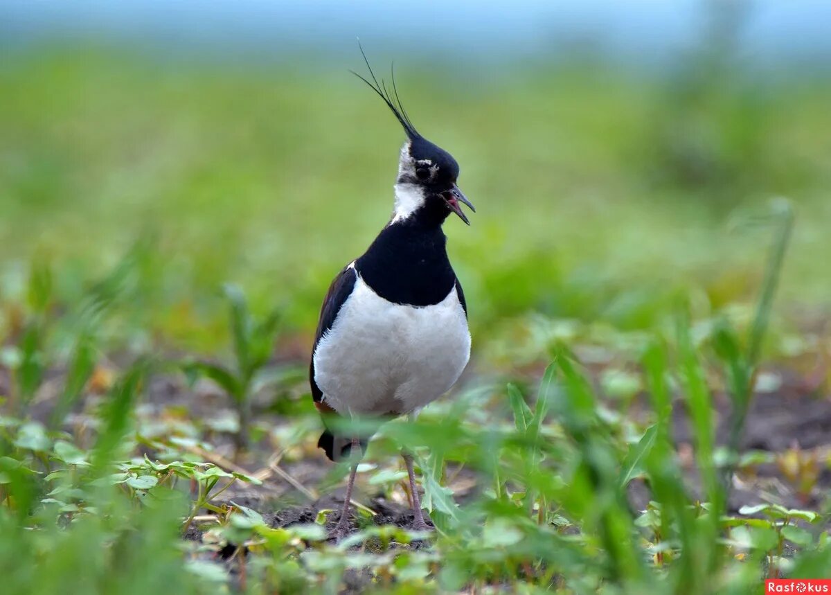 Солдатский чибис. Чибис vanellus vanellus питание. Кайенская пигалица. Чибис болотная птица. Пигалица.