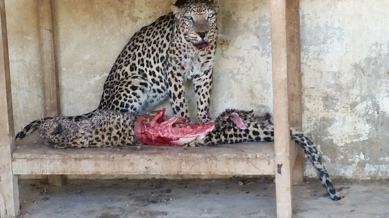 Где животные убивают друг друга. Мертвые животные в зоопарке. Леопард в зоопарке.