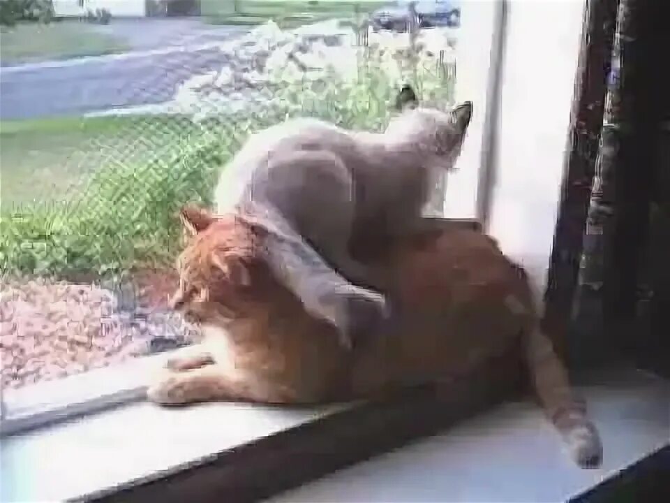 Почему кошка лезет в лицо. Кот сел на кота. кошка села на кота. котенок залез на кошку. человек сел на кота.
