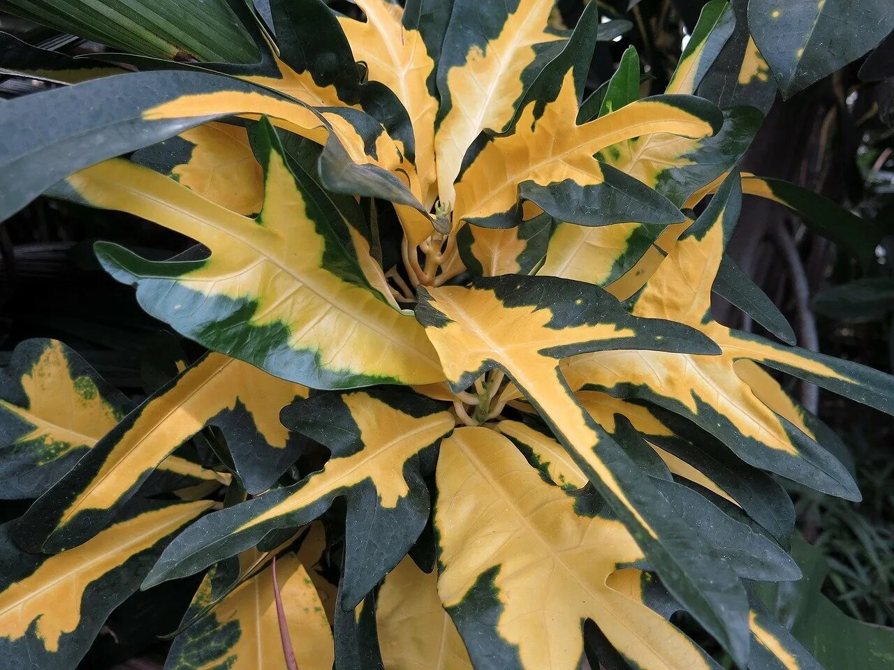 Растения с желтыми листьями. Комнатные растения с желтыми листьями. Цветок с желтыми листьями. Цветок с желтыми пятнами. Комнатное растение с желтыми листьями