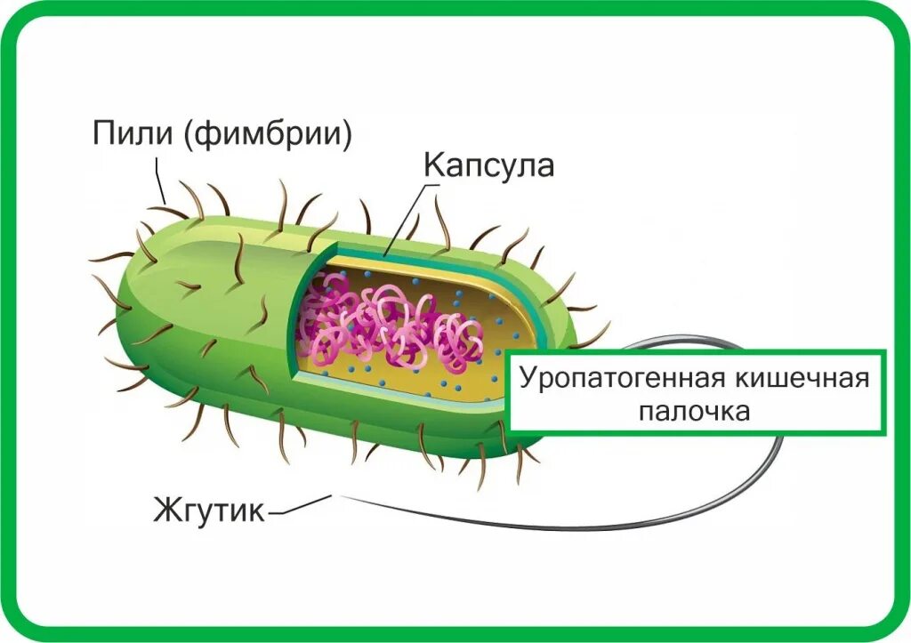 Кишечная палочка в моче причины лечение. Бактерия Escherichia coli. Бактерия кишечная палочка. Кишечная палочка Escherichia coli.