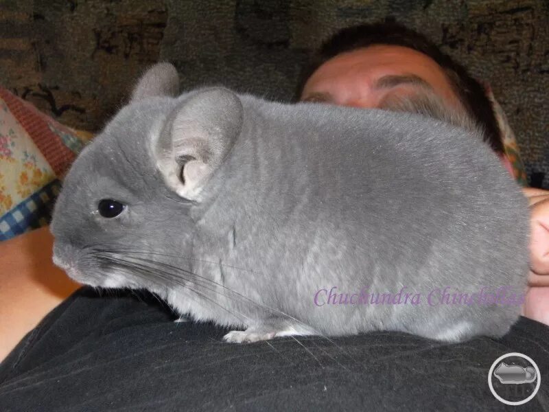 шиншилла племенная стандарт. до каких размеров вырастает шиншилла. до каких размеров вырастает шиншилла. до каких размеров вырастает шиншилла. шиншилла племенная стандарт.