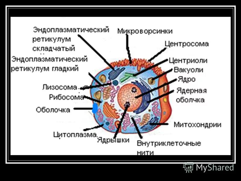 Составляющие живой клетки. Клетка Живая система. Рисунок клетка Живая система. Схема на тему клетка Живая система. Схема клетка Живая система 5 класс.