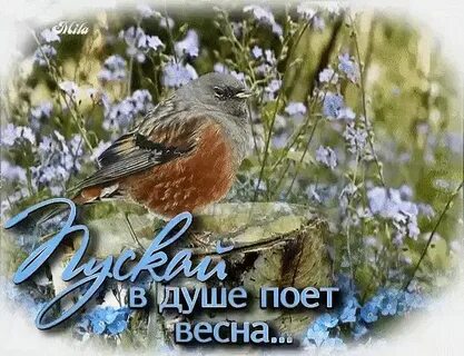 Пусть душа поет а радость