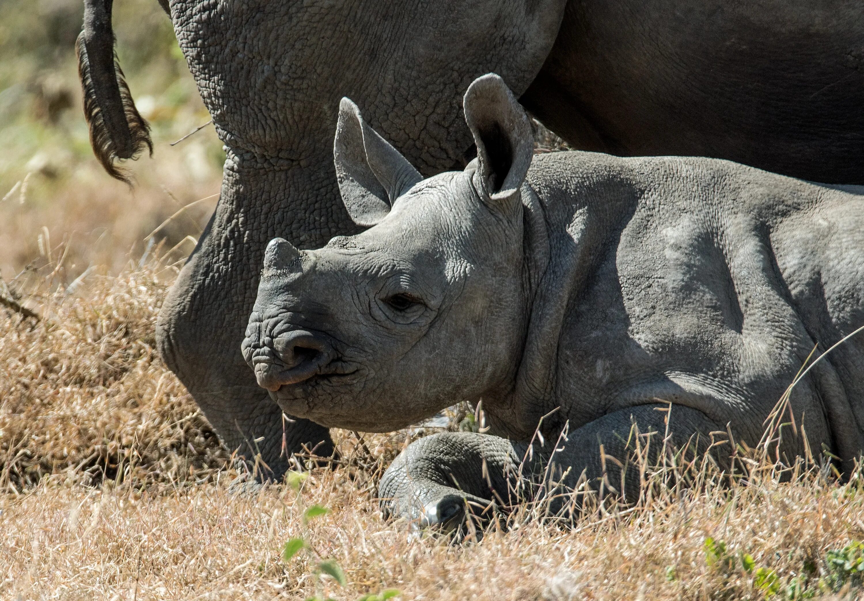 Шерстистый Бегемот. Суматранский носорог спаривания. Носорог Эфиопский. Серый носорог.