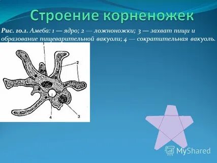 Функции амебы протей