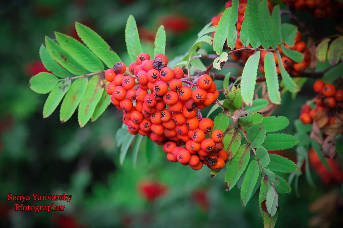 Плод рябины 5. Рябина Сибирская (Sorbus sibirica HEDL.). Рябина Сибирская (Sorbus sibirica). Рябина обыкновенная. Рябина обыкновенная ботаника.