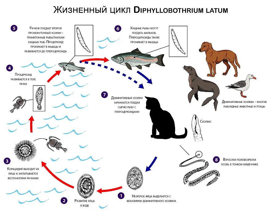 Жизненный цикл широкого лентеца схема. Широкий лентец жизненный цикл схема. Жизненный цикл широкого лентеца рисунок с подписями. Широкий лентец цикл развития схема.