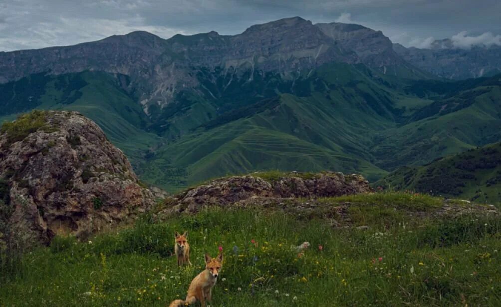 Дикая россия видео. Дикая природа России National Geographic. Дикая природа России Кавказ. Дикие горы России. Дикая природа России фото.