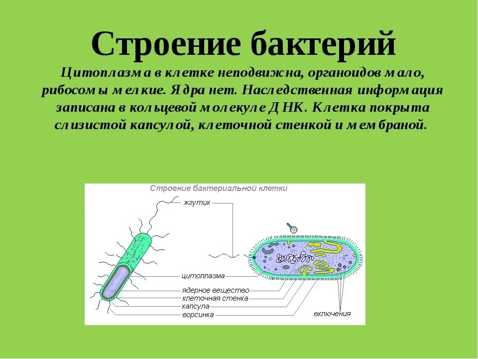Бактерии содержит ядро. Органоиды бактериальной клетки. Строение цитоплазмы бактериальной клетки. Бактерии строение и функции.