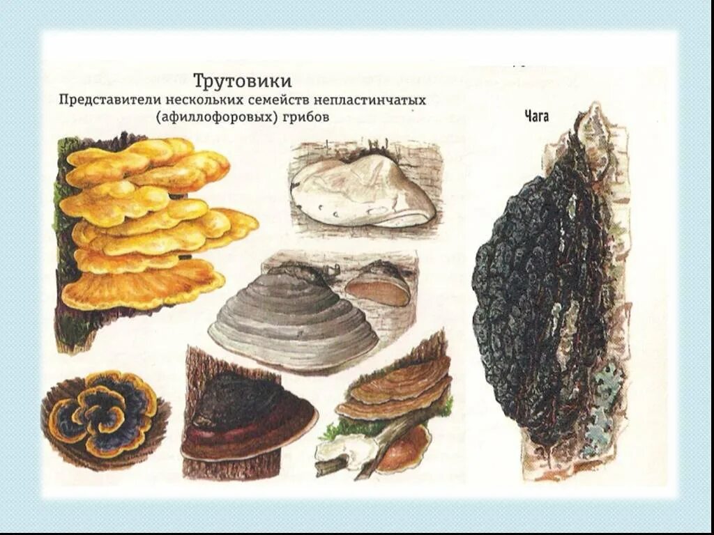 Трутовик гриб паразит. Строение гриба паразита трутовика. Чага и трутовик. Трутовик плоский чага. Трутовик царство