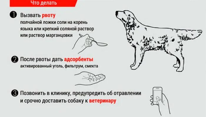 Как вызвать рвоту у собаки. Таблетки вызывающие рвоту у собак. Перекись водорода для рвоты у собак. Сколько раз можно вызывать