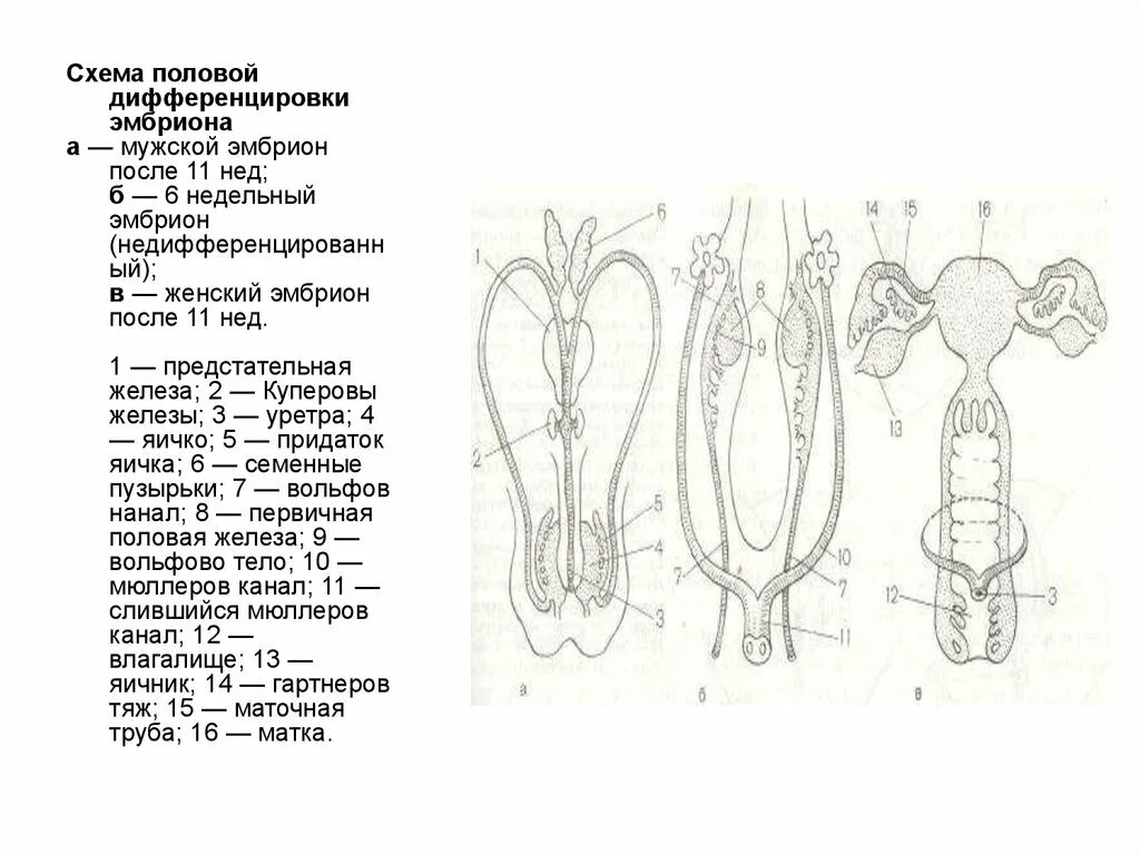 Железа женские органы. Схема женских половых. Схема половой системы. Женская половая система схема. Схема женского пол органа.