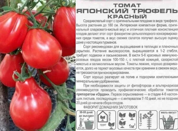 Трюфель томат описание и фото отзывы урожайность