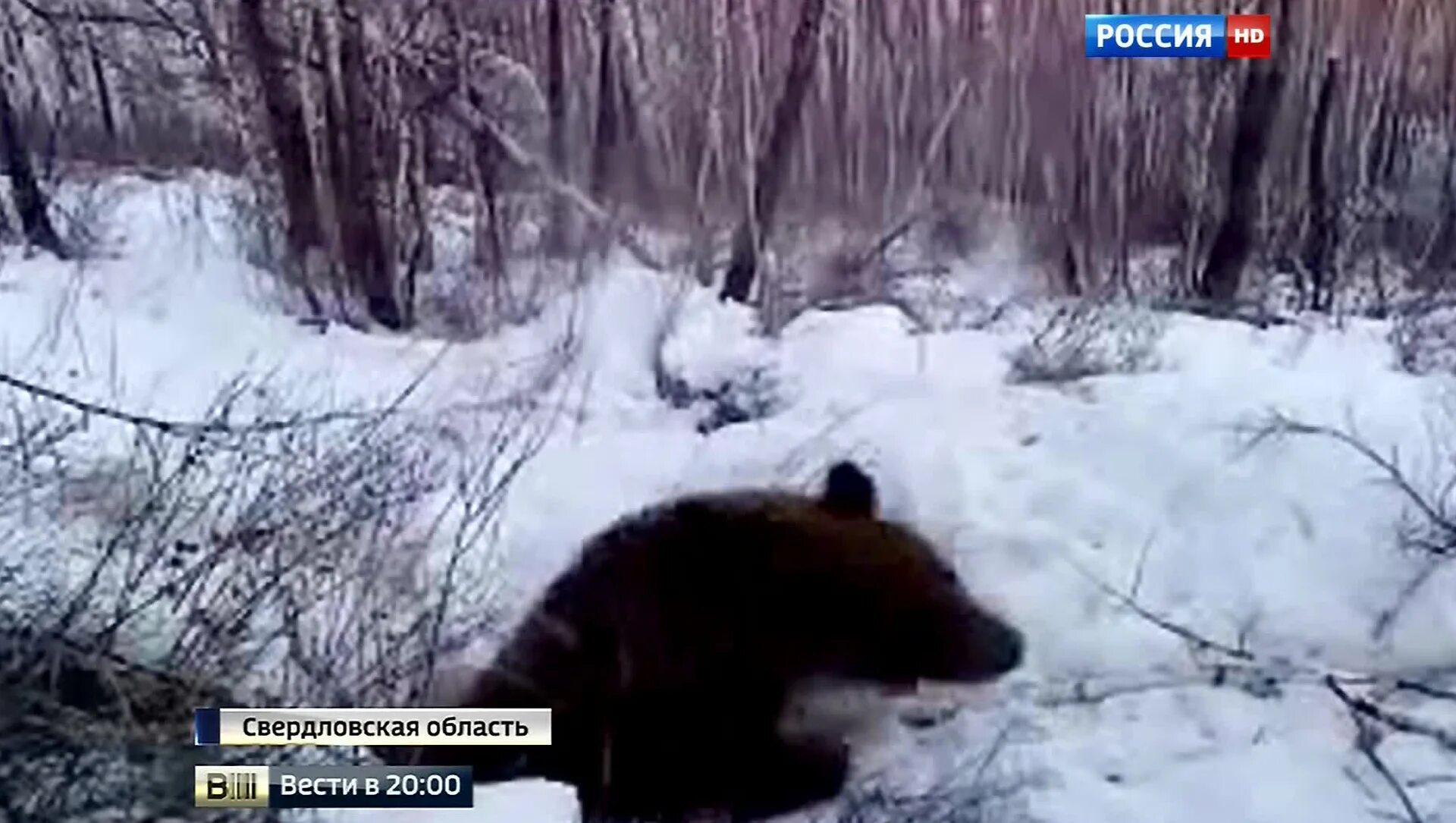 охота на медведя 2022