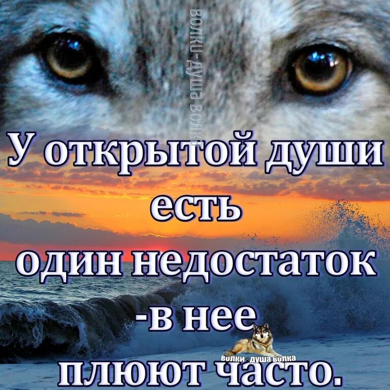 Душа волка песня. Душа волка. Душа волка цитаты. Волки душа волка. Волк с надписью.