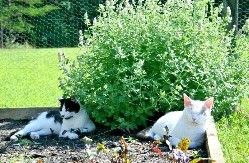 Catnip Кошачья мята. Семена кошачьей мяты. Кошачья мята семена. Семена мяты для кошек.