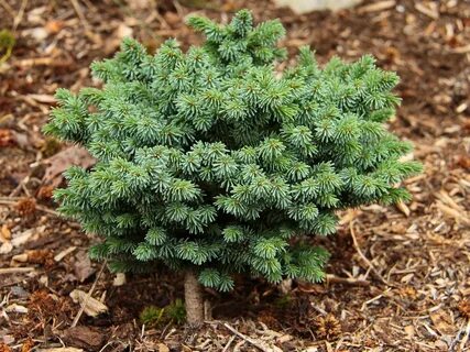 Ель picea