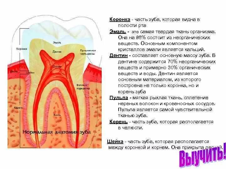 Функции тканей зубов. Строение твердых тканей зубов. Строение твердых тканей зуба. Части и ткани зуба.