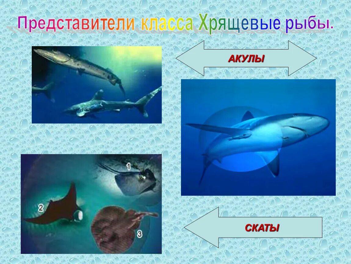 Три примера хрящевых рыб. Представители хрящевых рыб и костных рыб. Класс хрящевые рыбы. Класс хрящевые представители. Хрящевые рыбы акулы представители.