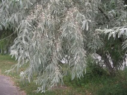Ива осыпала елочку тонкими золотыми листочками