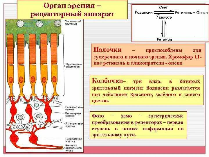 Содержат пигмент родопсин. Палочки и колбочки пигмент родопсин. Родопсин и йодопсин в палочках и колбочках. Зрительные пигменты палочек и колбочек. Йодопсин в колбочках.