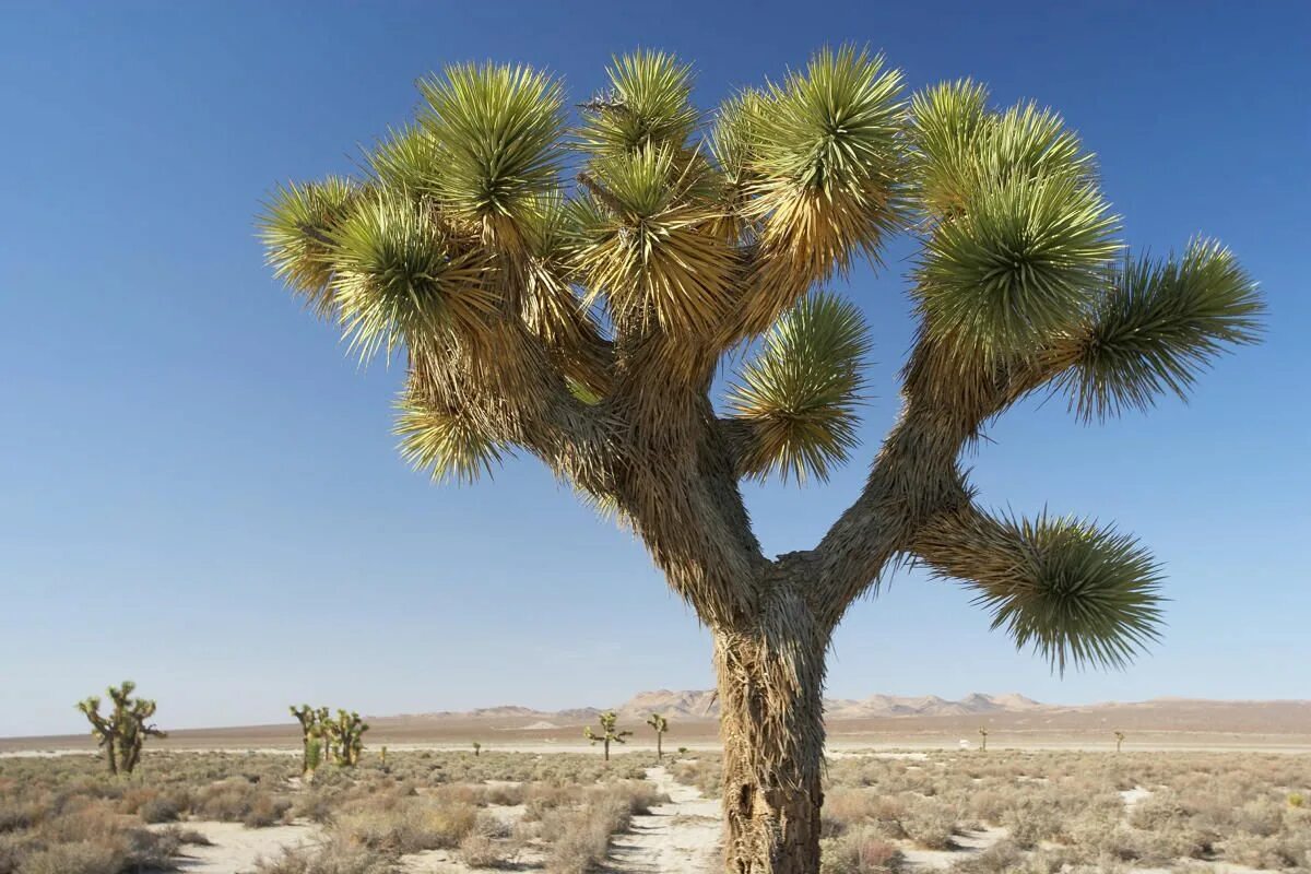 Desert plants. Юкка пустынная. Хенофитон пустынный. Юкка в пустыне. Юкка в Мексике.