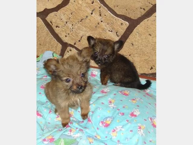 помесь той терьера и шпица. метис тоя и шпица. смесь шпица и русского той терьера. метис йорка и шпица. помесь той терьера и шпица.