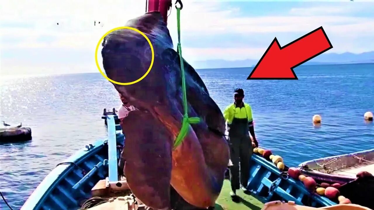 Что произошло когда удалось поймать первую рыбу. Странные существа выловленные рыбаками. Невероятно мерзкую рыбу поймал Рыбак. Непонятное существо в Индии возле порта. Новость рыбаки поймали пупырчатое существо.