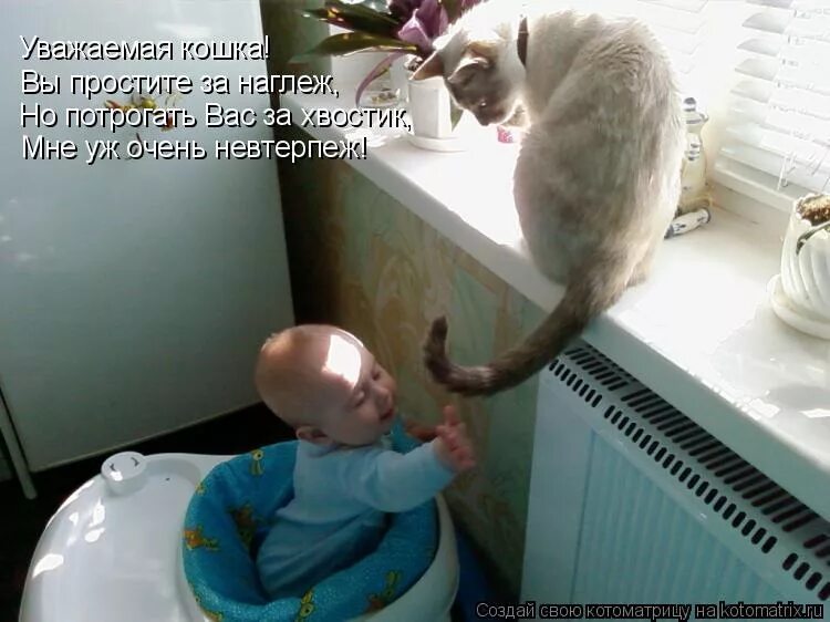 привыкать к земле. кота за хвостик подергать. анекдот к земле привыкать. я наглый. доброе утро мурзик.