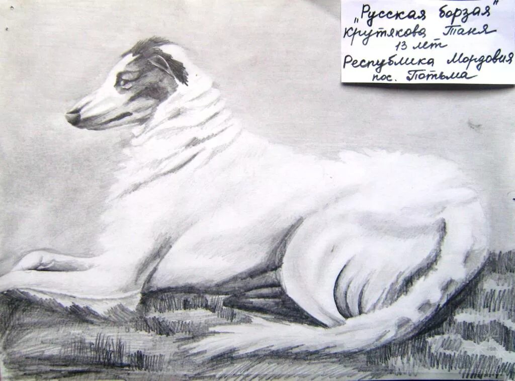 Исполнение рисунка. Русская борзая рисунок карандашом. Борзые рисунок карандашом. Русская борзая рисунок пастелью. Украинская борзая рисунок простым карандашом.