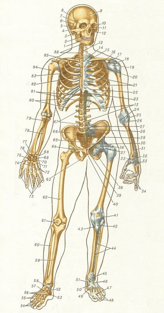 Строение скелета человека. Строение костей тела человека. Скелет человека строение костей. Строение скелета человека с названиями костей.