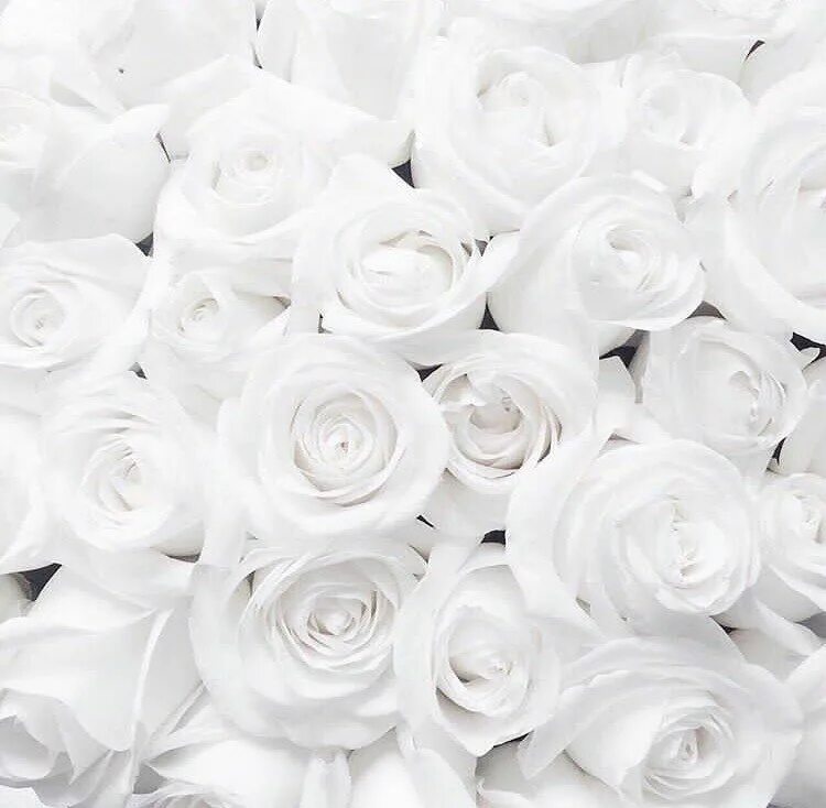 Белая картинка. Роза на белом фоне. Белый тон. Белый цвет фон. Красивые розы на белом фоне.