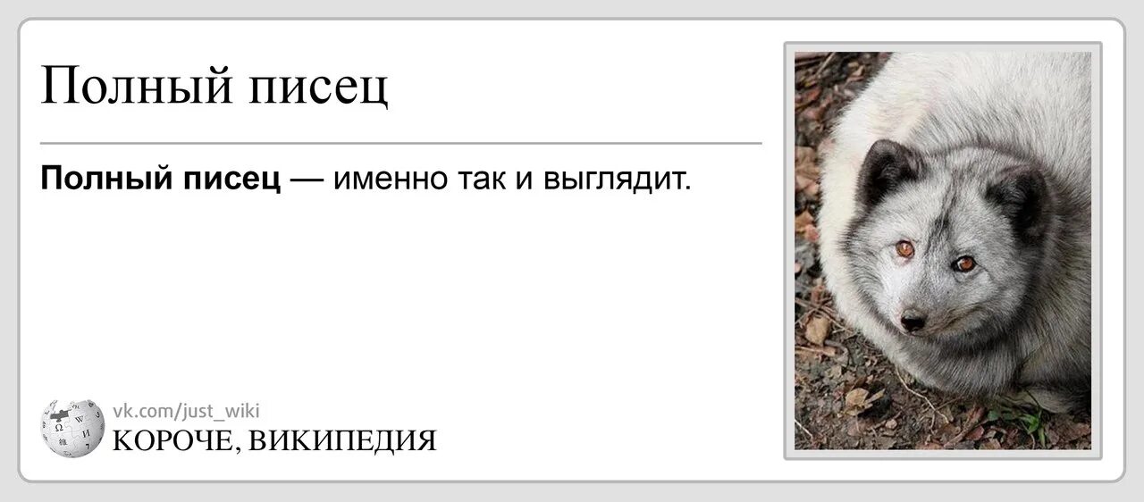 Полный писец. Так выглядит полный писец. Писец юмор. Так выглядит полный песец.