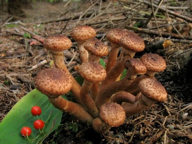 Опята трубчатые. Опенок темный Armillaria ostoyae. Опята грибы. Опята осенние темные съедобные. Опята грибы съедобные.
