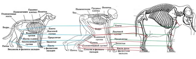 У какого животного 4 ноги. Комодский варан. Скелет африканского слона. Армадилло животное броненосец. У какого животного 4 ноги.