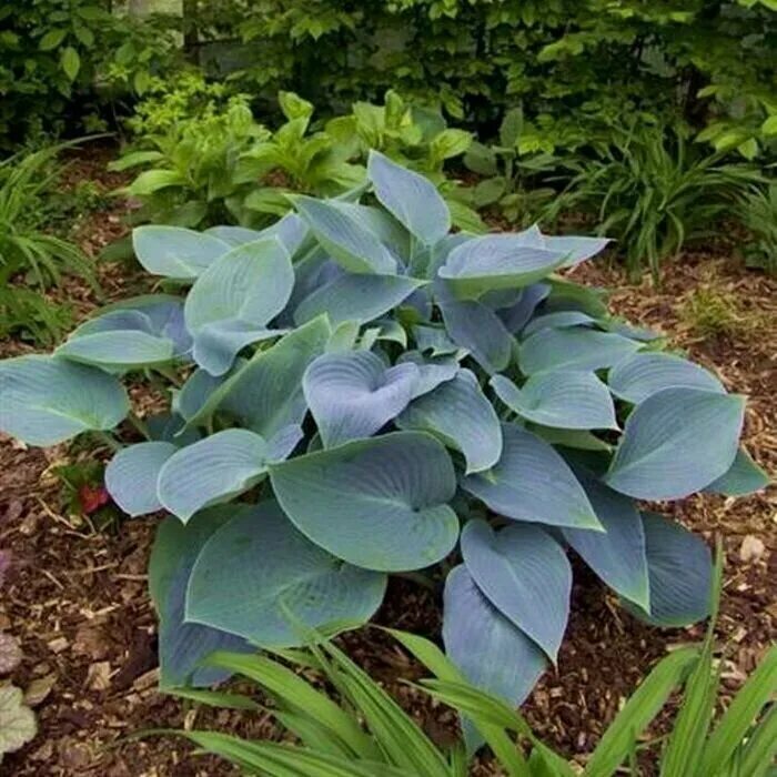 Хоста гибридная канадиан блу. Хоста canadian blue "канадиан блю". Хоста гибридная канадиан блю. Хоста гибридная канадиан блу. Хоста блю энджел.