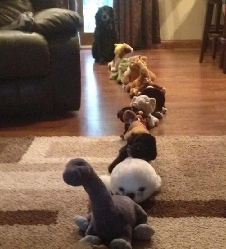 Шлёпанец кот. Забавная выходка. Среди кошек. Смешные выходки котов. Забавная выходка.