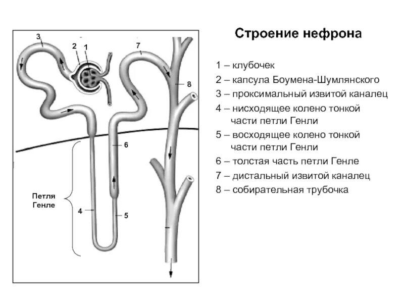 Капиллярный клубочек почечная лоханка почечный каналец. Строение почки капсула нефрона. Функция петли Генле нефрона. Строение нефрона черно белый рисунок. Строение строение нефрона.