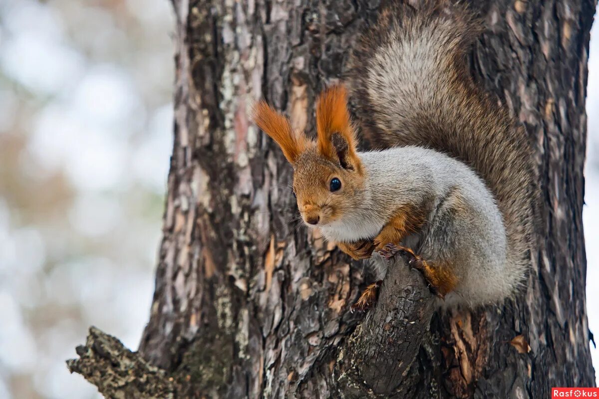 белка в бузулукском бору.