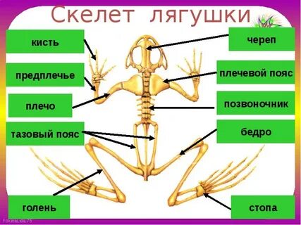 У земноводных наружный или внутренний скелет