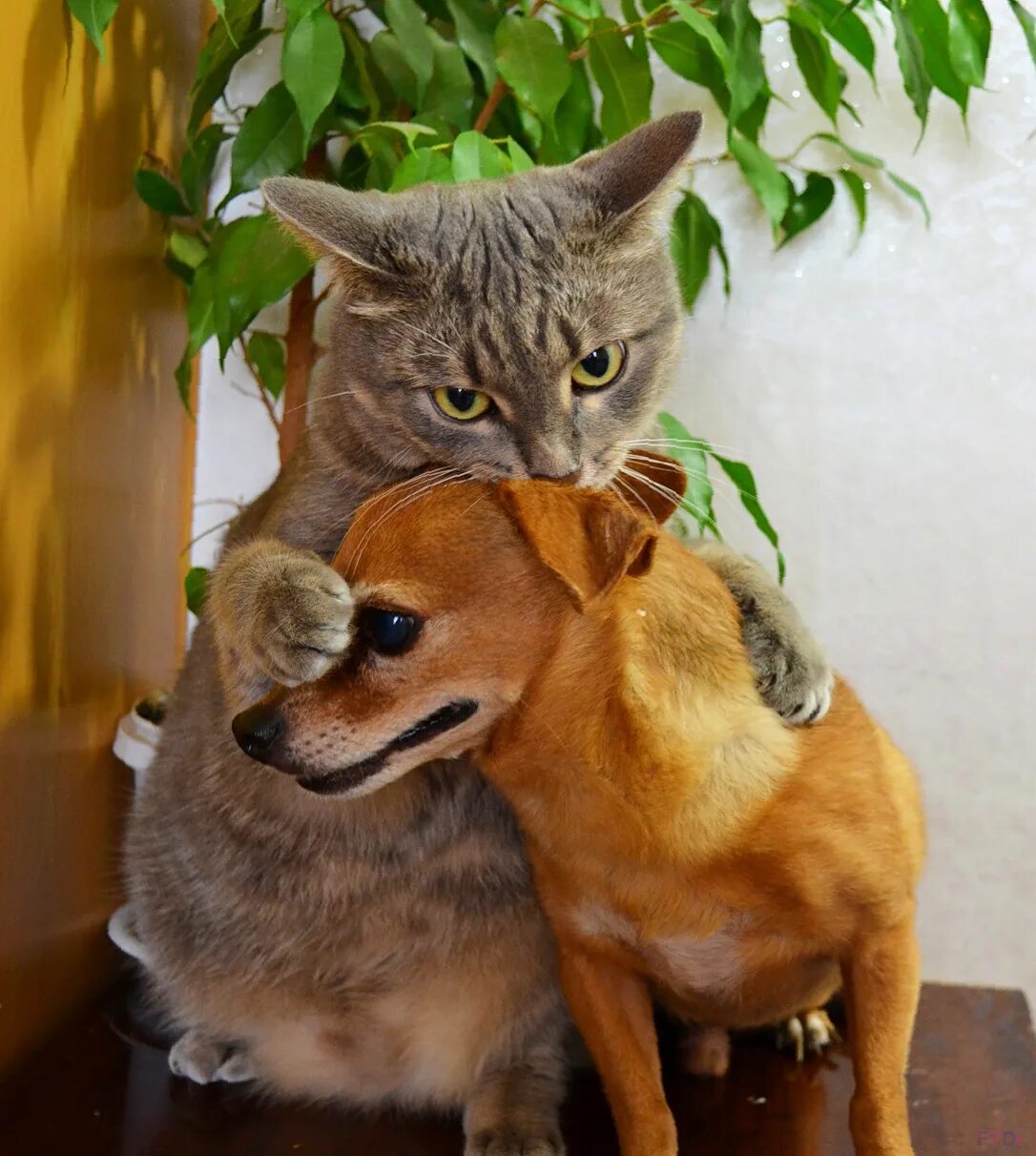 Кошечки собачки мир. Кошки и собаки. Веселые собаки и кошки. Котики и собачки картинки. Кот и собака дружат.