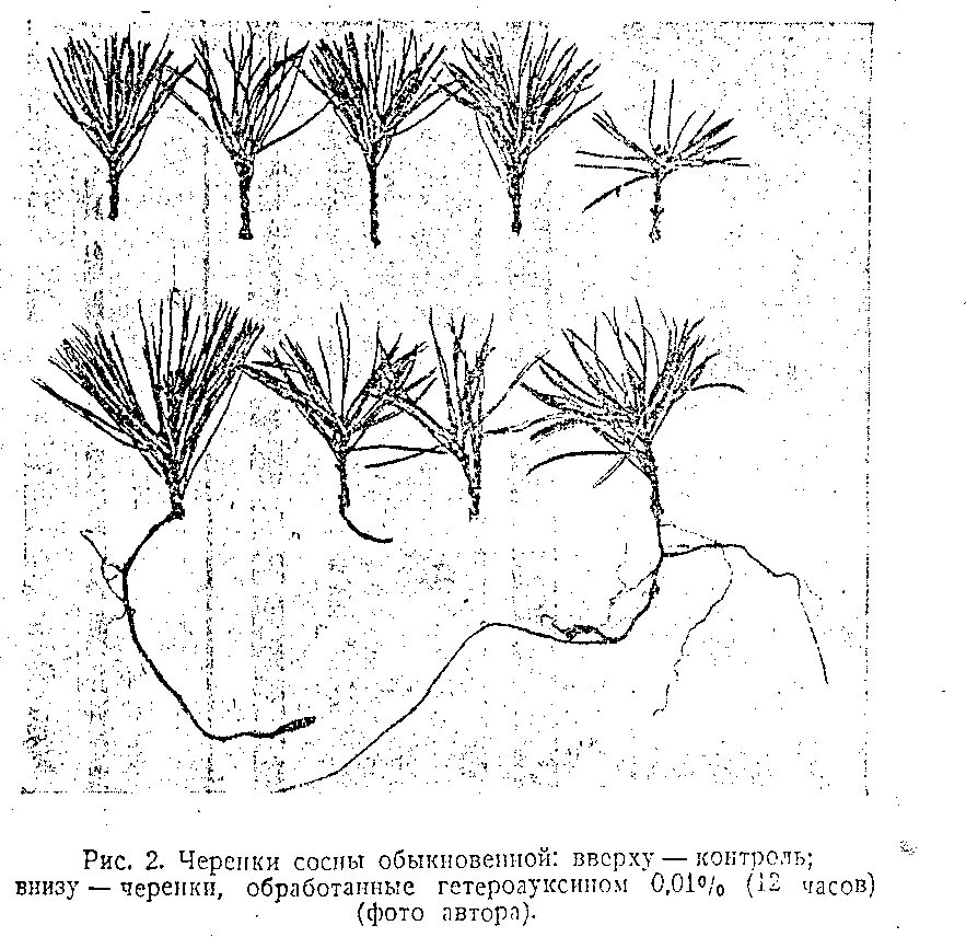 Как размножаются хвойные. Размножение можжевельника схема. Черенкование хвойных растений. Размножение горной сосны отводками. Черенкование сосны горной.