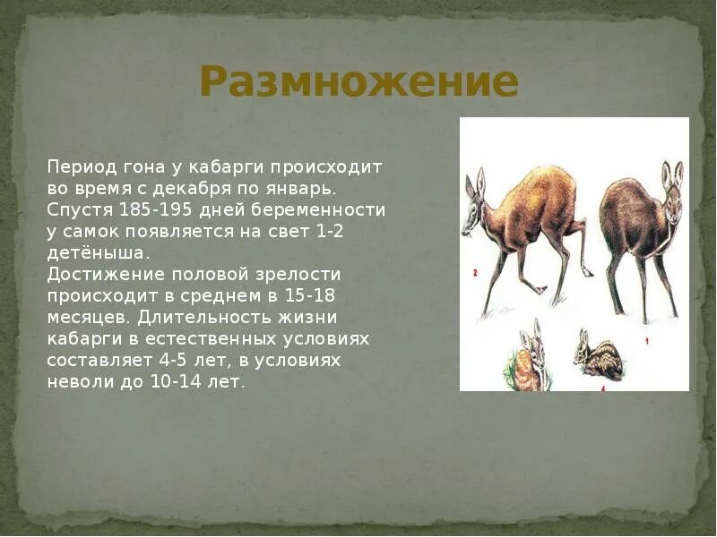 Какой признак внешнего строения кабарги