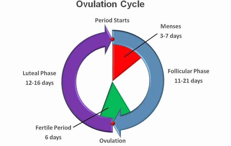 Start period. Ovulation Cycle. Period Cycle. What is Ovulation?. Luteal phase.