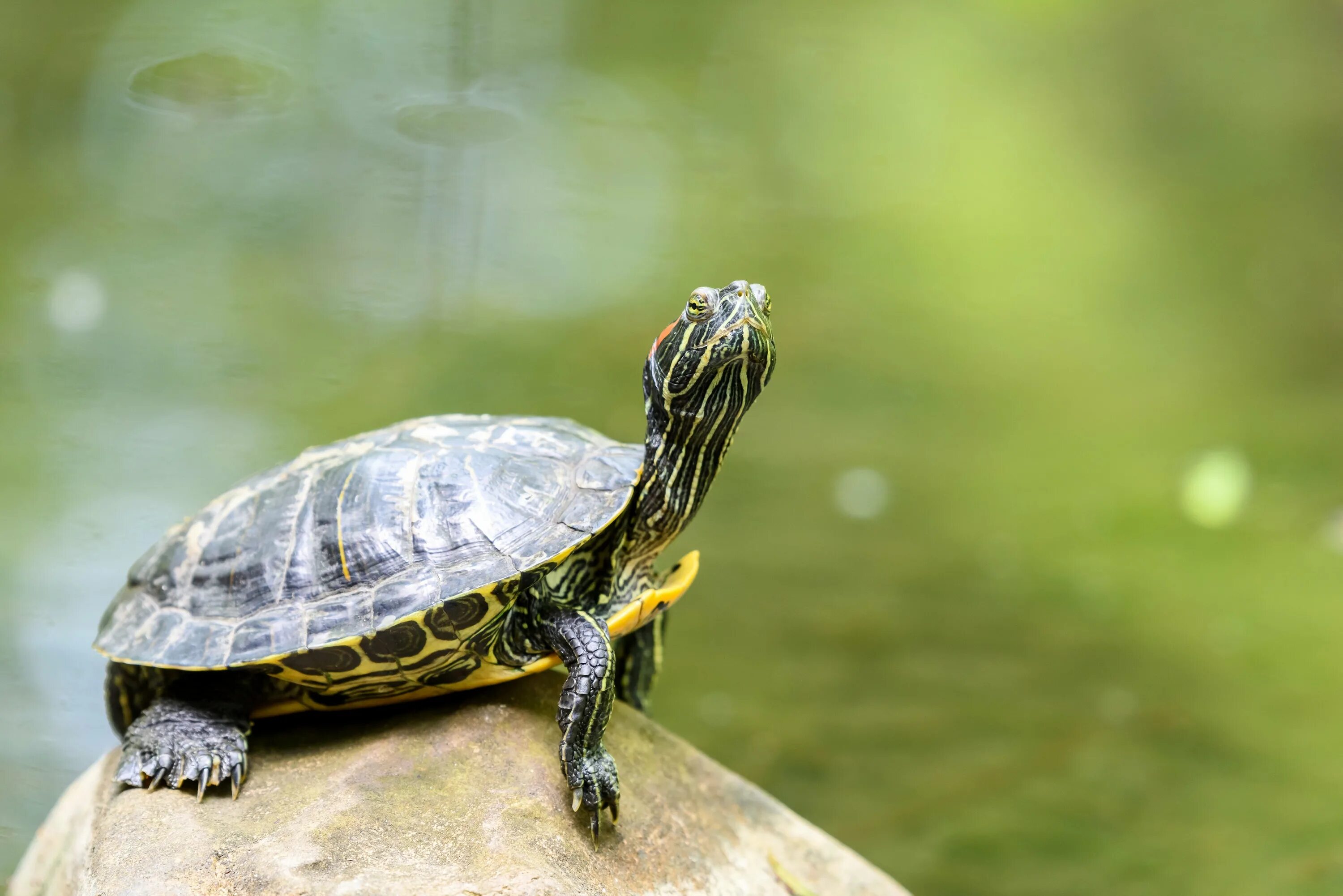 Turtle черепаха. Красноухая черепаха. Красноухая черепаха земноводная. Земноводные черепахи красноухие. Озерная черепаха.