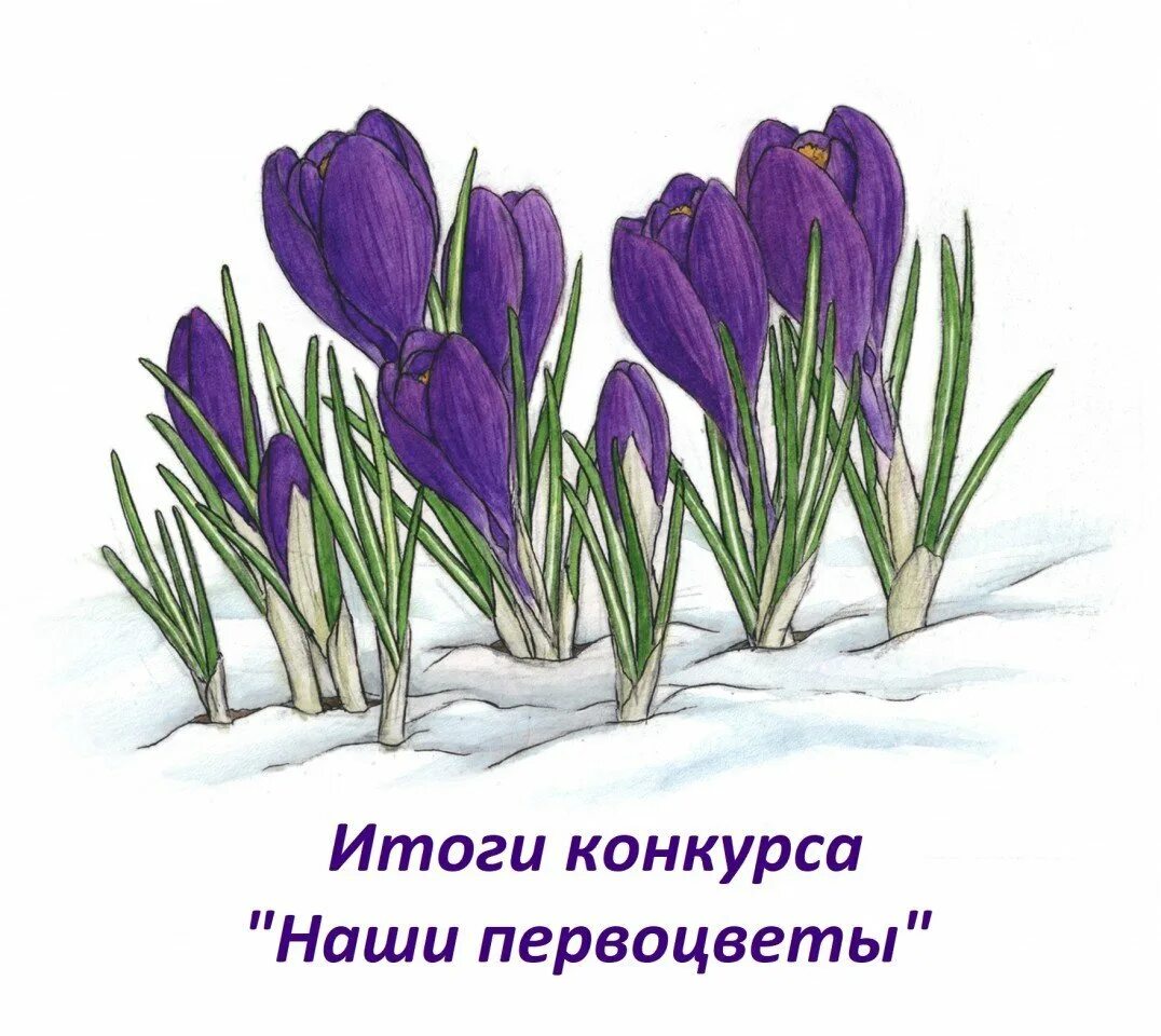 Первоцветы (подснежники, крокусы, гиацинты).. Первоцветы крокусы. Весенние цветы первоцветы Крокус. Крокус ветреница, Подснежник,Медуница