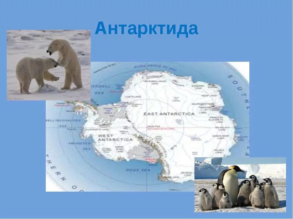 Проект на тему Антарктида. Материк Антарктида 2 класс. Проект про материк Антарктида. Презентация на тему материк Антарктида.
