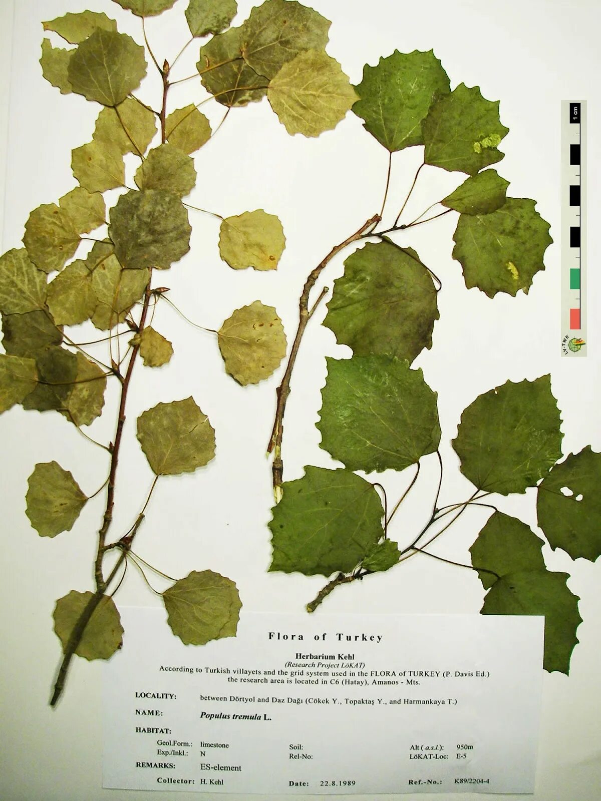 Как отличить тополь. Тополь дрожащий (осина) – Populus tremula. Лист тополя и осины различия. Тополь дрожащий гербарий. Осина отличие от тополя.